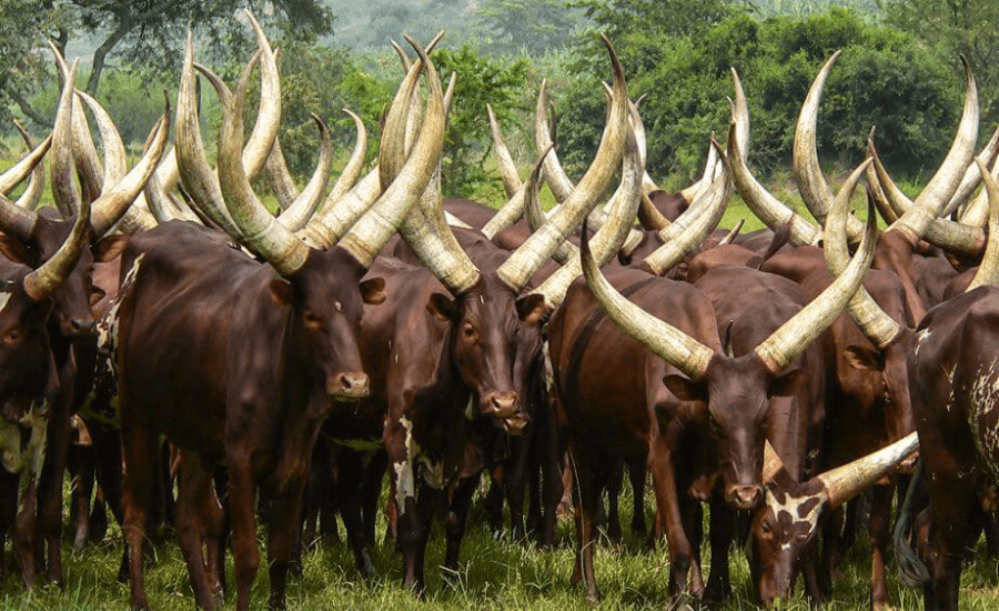 Ankole sığırı