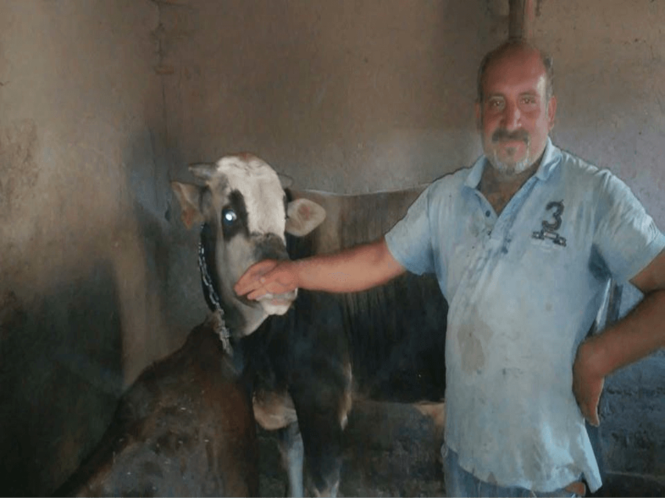 Besi sığırları sınırsız beslenme yapılırmı